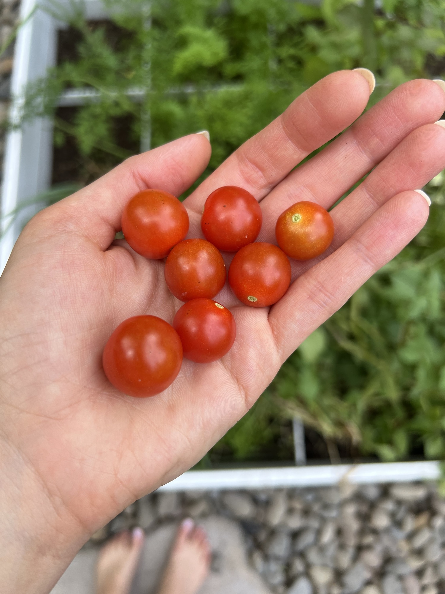 Grow Tomato Plants Easily from your Favorite Store Bought Tomatoes